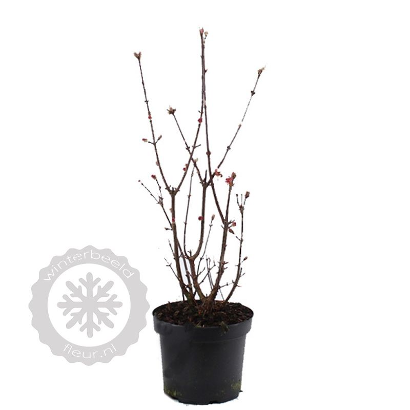 Viburnum Charles Lamont