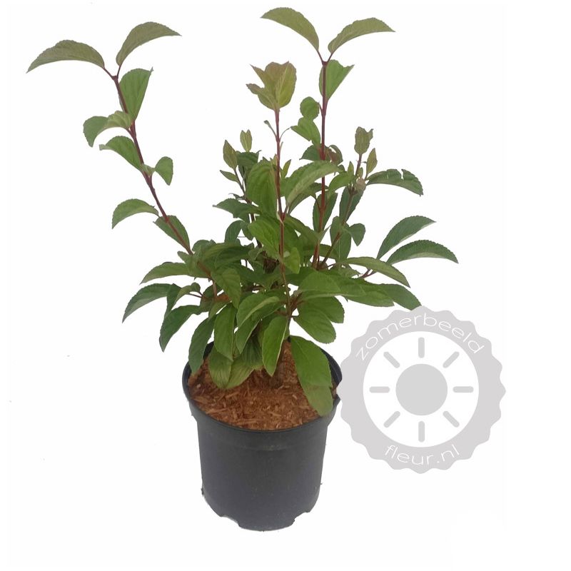 Viburnum Dawn