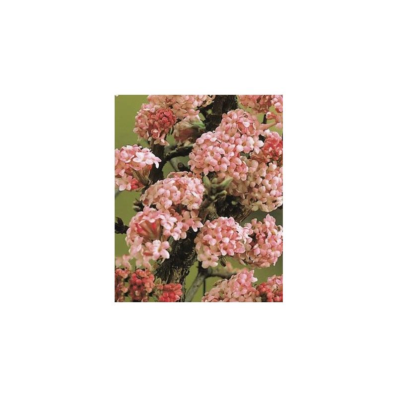 Viburnum bodnantense 'Dawn' 