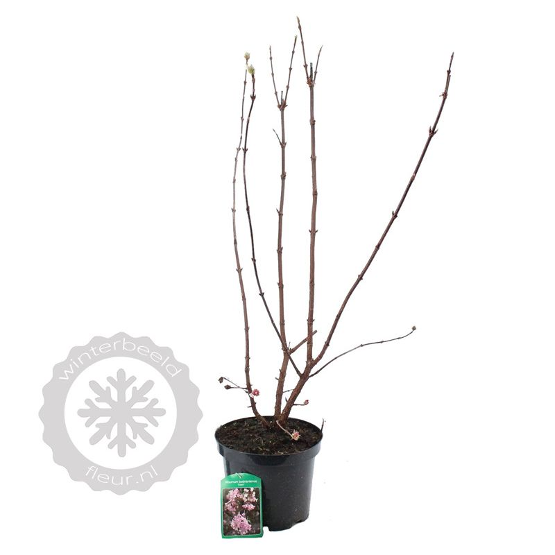 Viburnum Dawn