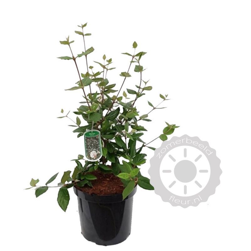 Viburnum burkwoodii 