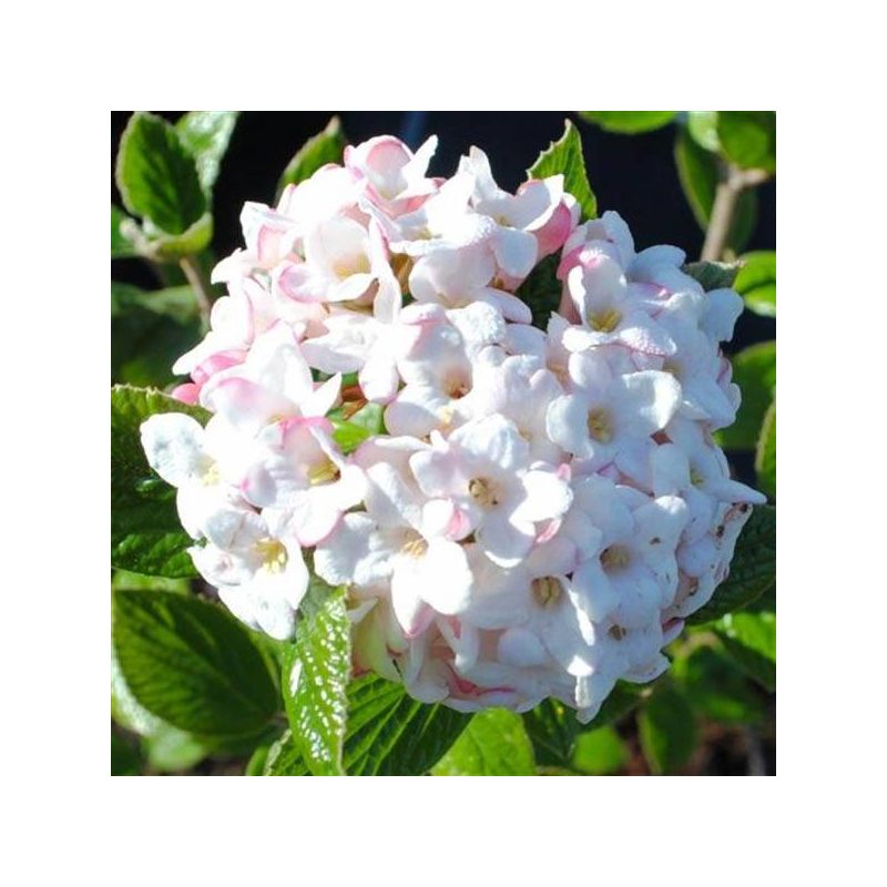 Viburnum burkwoodii 'Anne Russel'