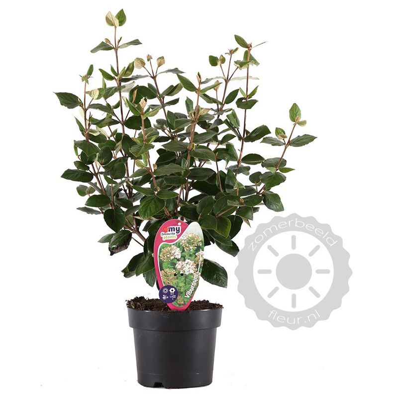 Viburnum Anne Russel