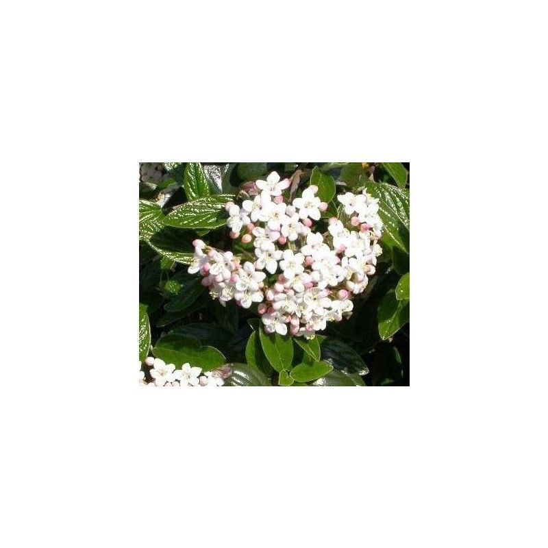 Viburnum Burkwoodii 