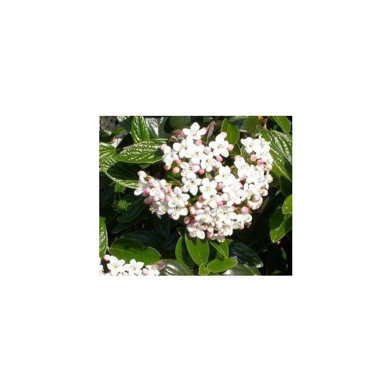 Viburnum burkwoodii 