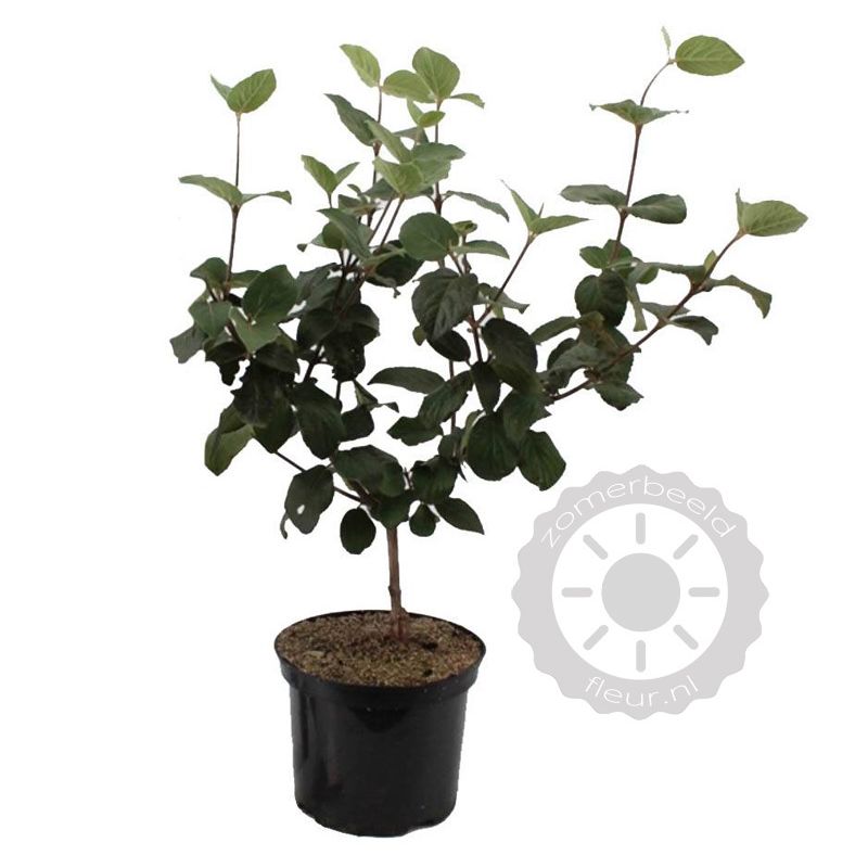 Viburnum carlcephalum