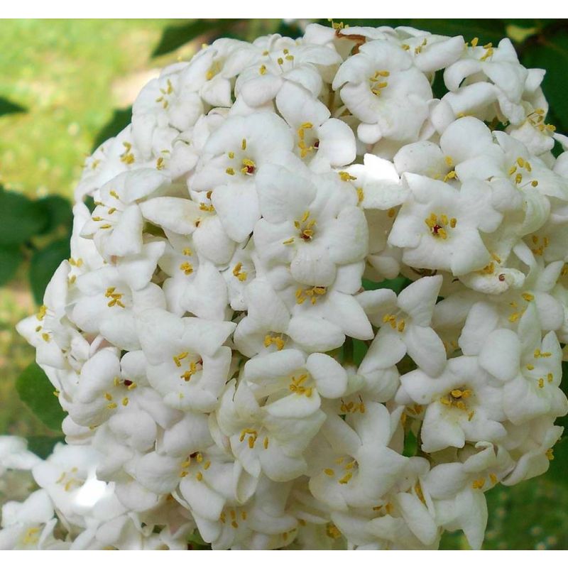 Viburnum carlcephalum