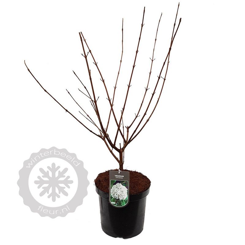 Viburnum carlcephalum