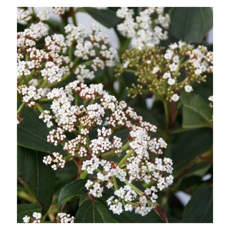 Viburnum davidii 