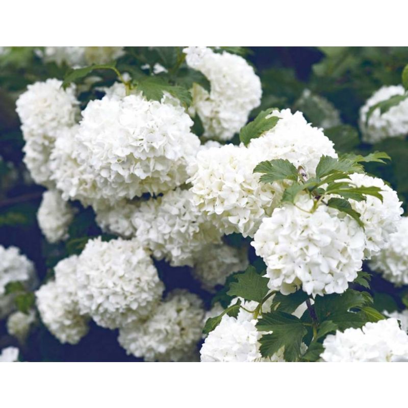 Viburnum 'Eskimo'