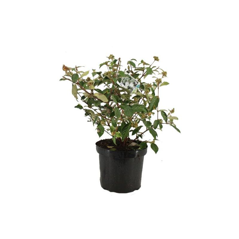 Viburnum 'Eskimo'