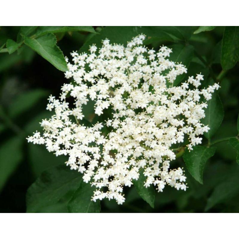 Viburnum japonicum