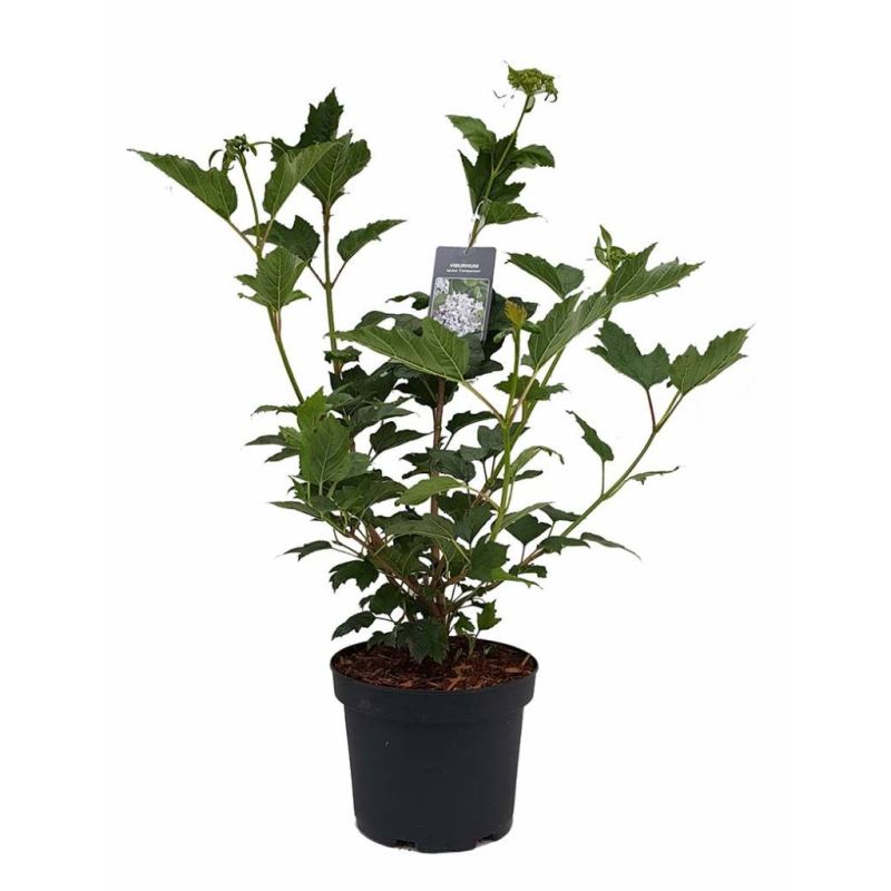 Viburnum Compactum