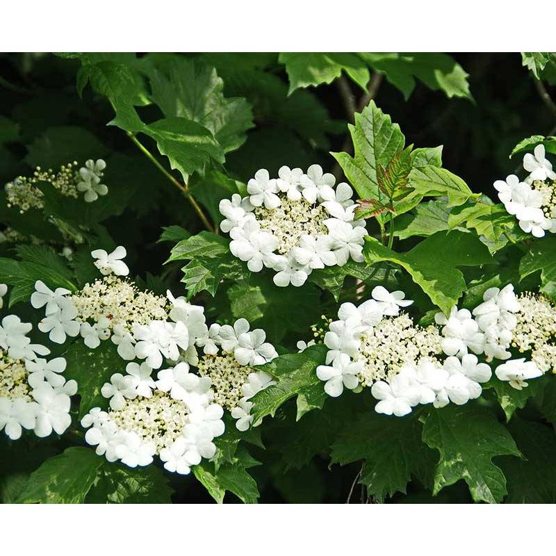 Viburnum Compactum