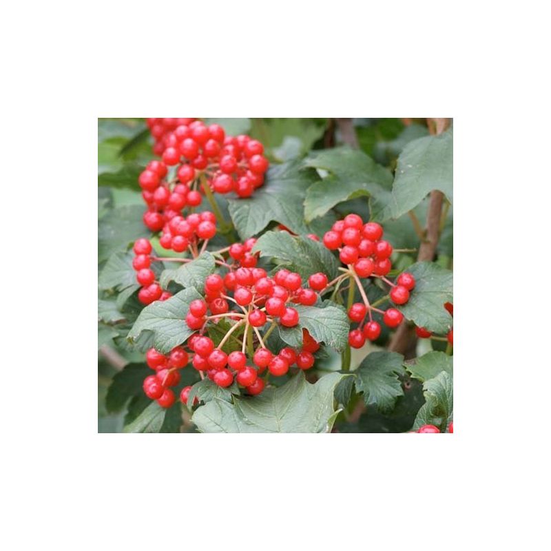 Viburnum Compactum