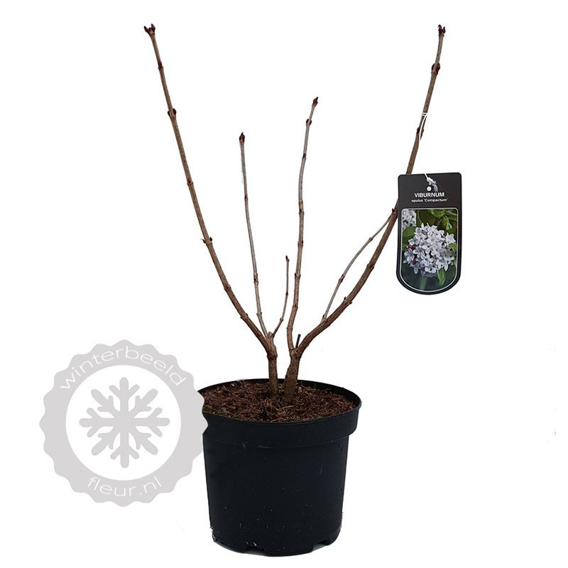 Viburnum Compactum