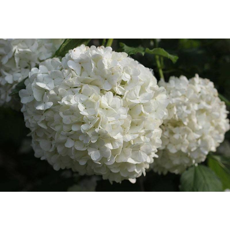 Viburnum opulus 'Roseum' 