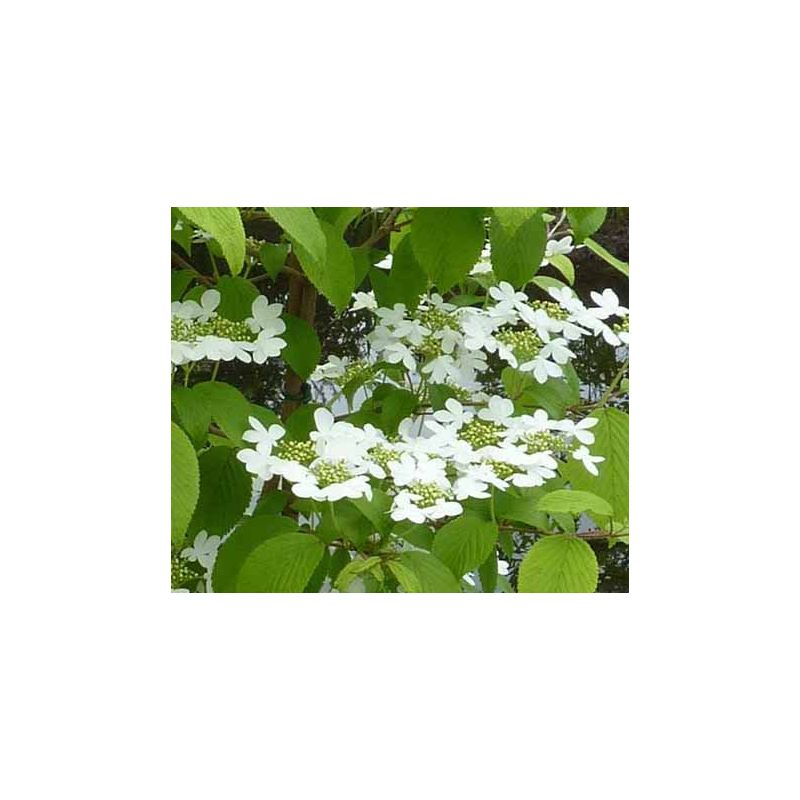 Viburnum Kilimandjaro