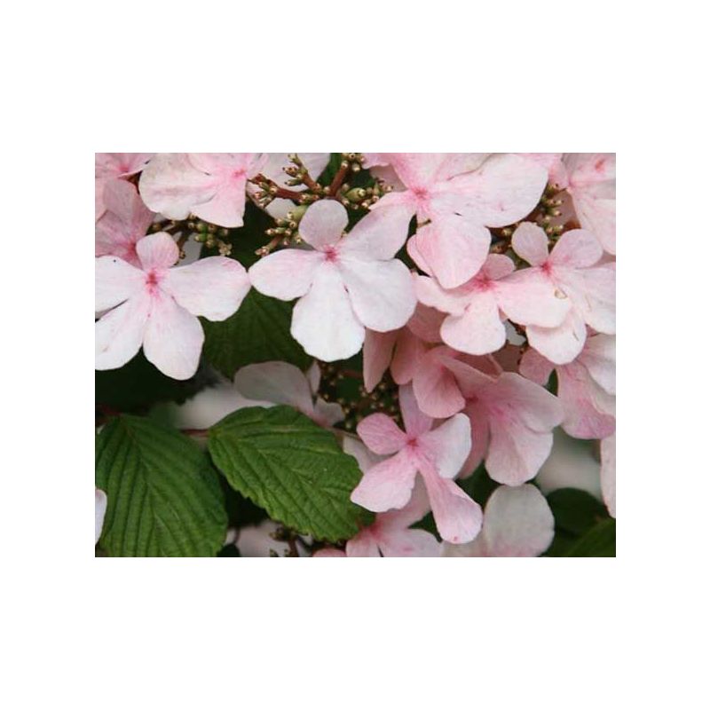 Viburnum Pink Beauty