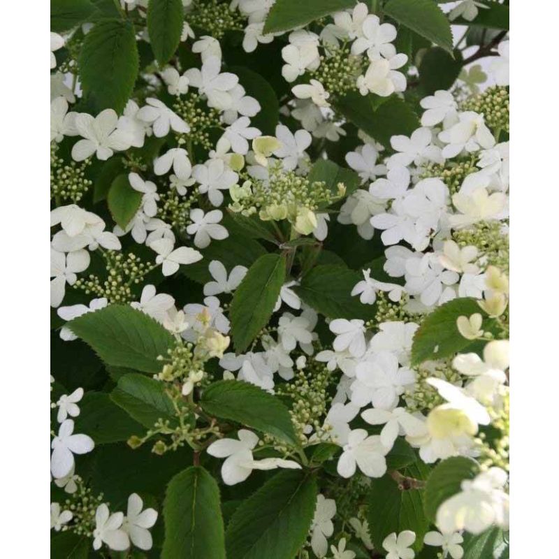 Viburnum Watanabe