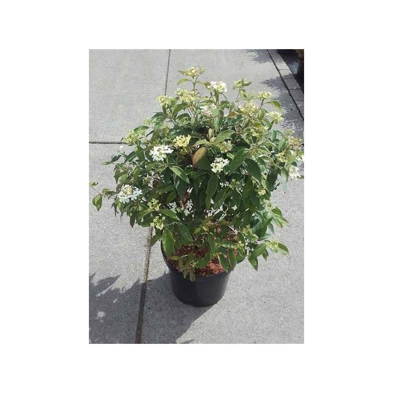 Viburnum Watanabe