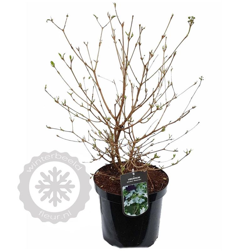 Viburnum Watanabe