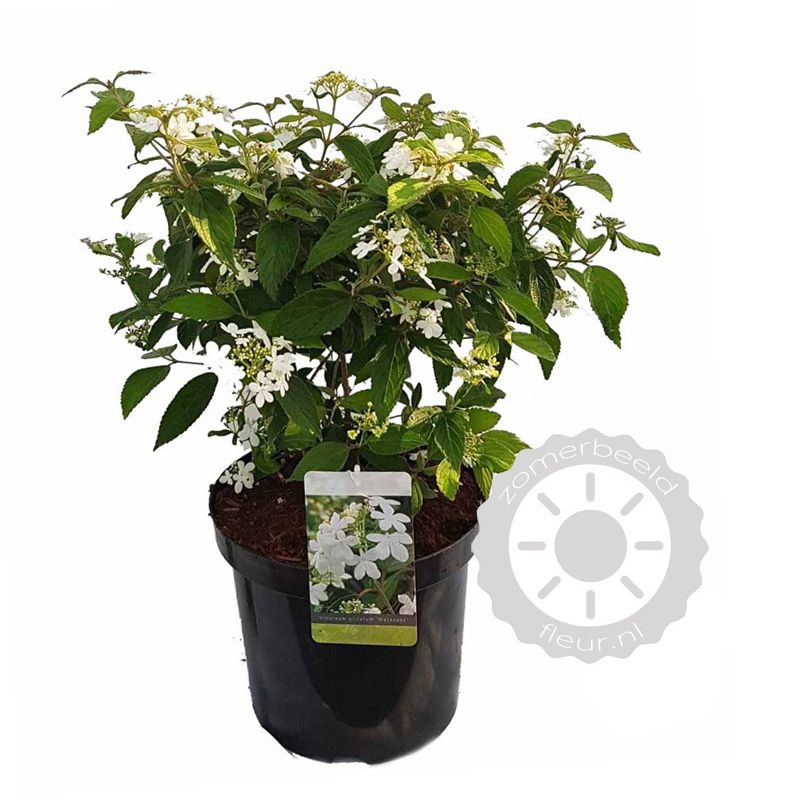 Viburnum Watanabe