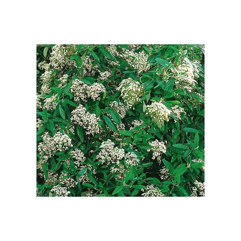 Viburnum Pragense