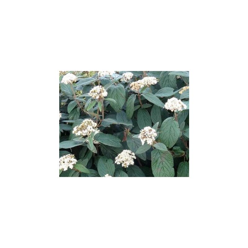 Viburnum rhytidophyllum