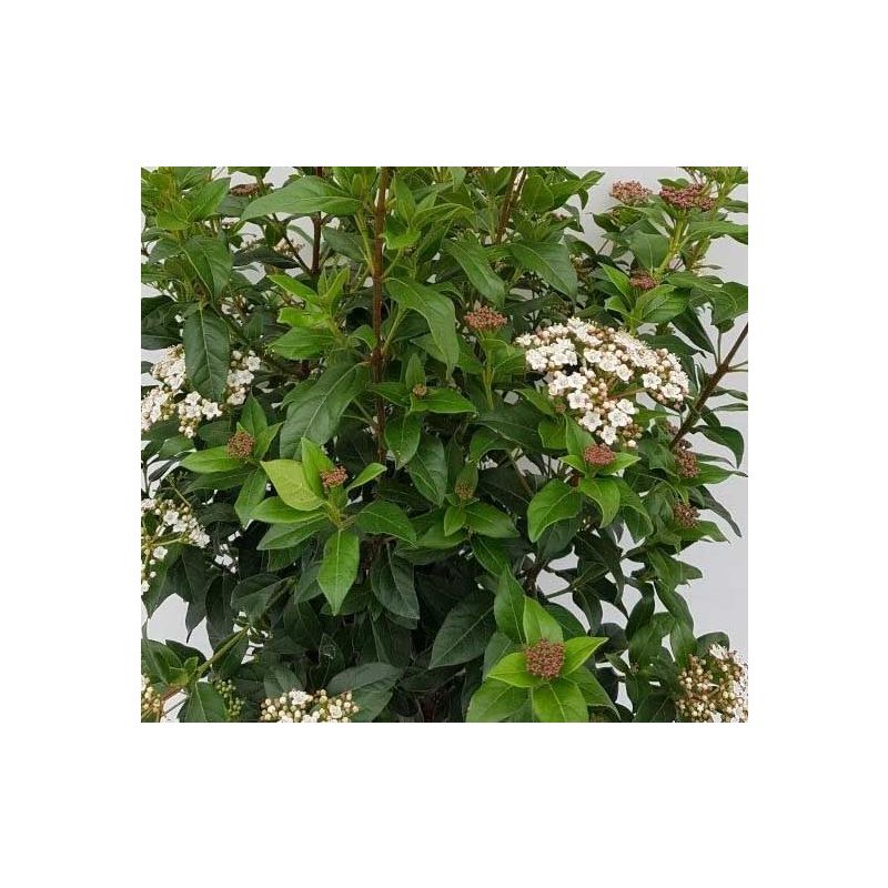 Viburnum tinus op stam