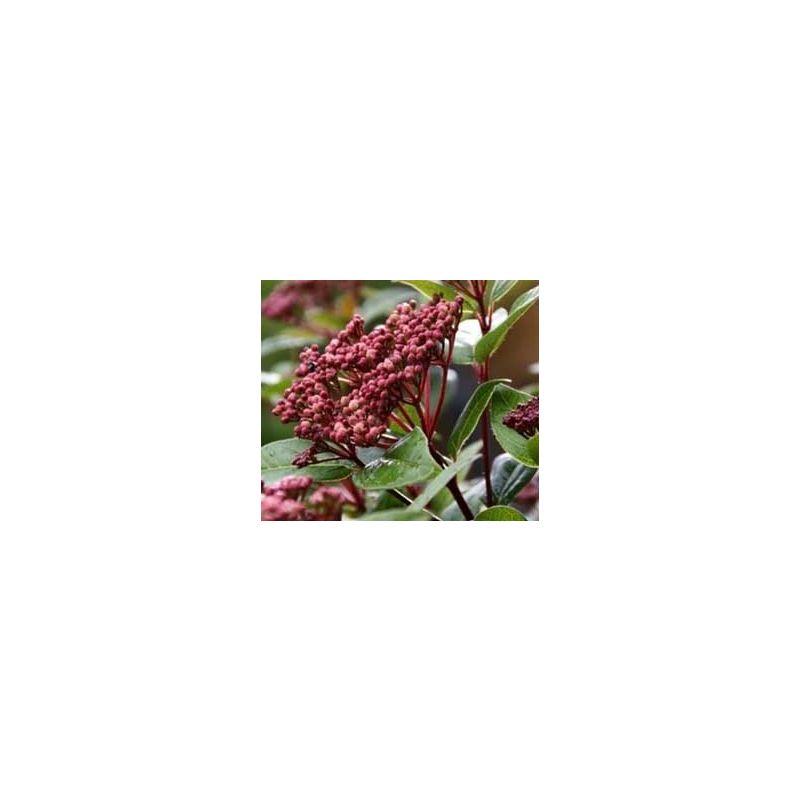 Viburnum Spirit