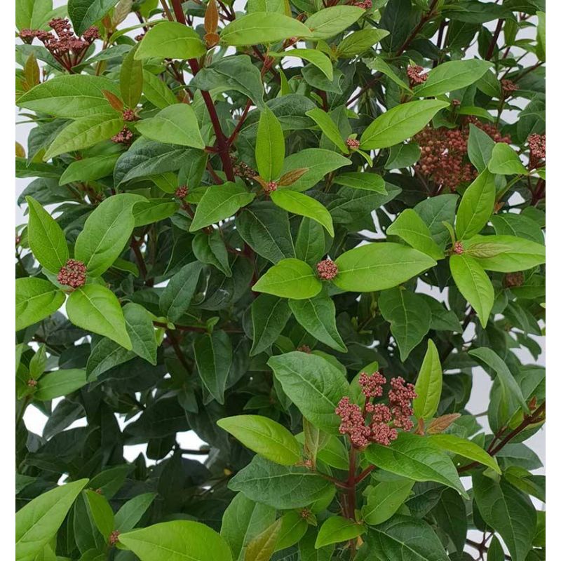 Viburnum Spirit