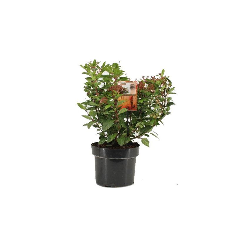 Viburnum Spirit