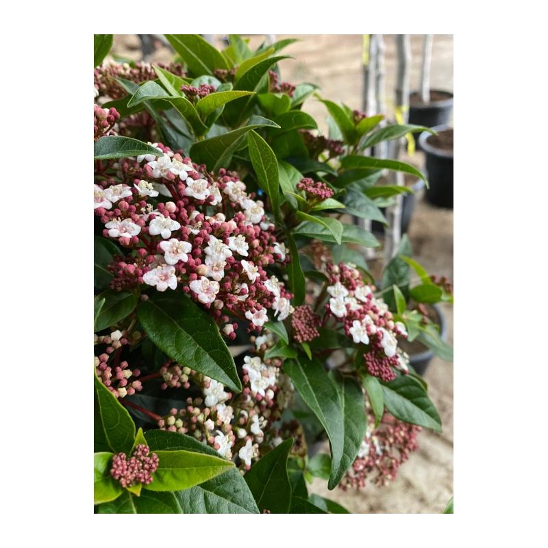 Viburnum tinus