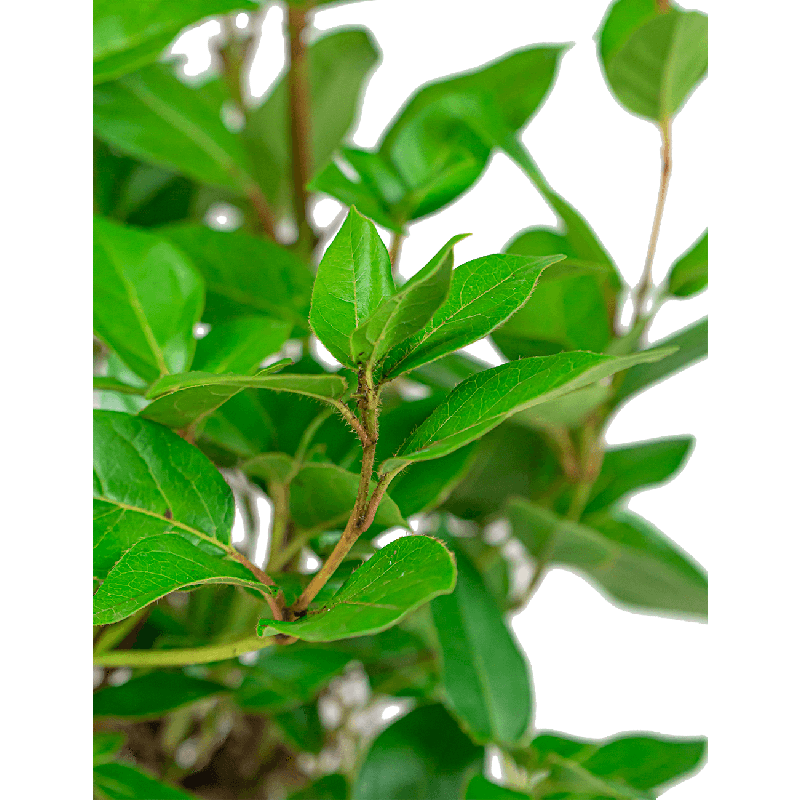 Viburnum tinus