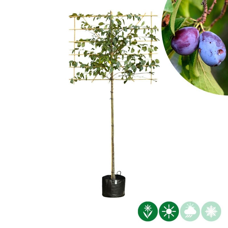 Prunus Victoria - leiboom 