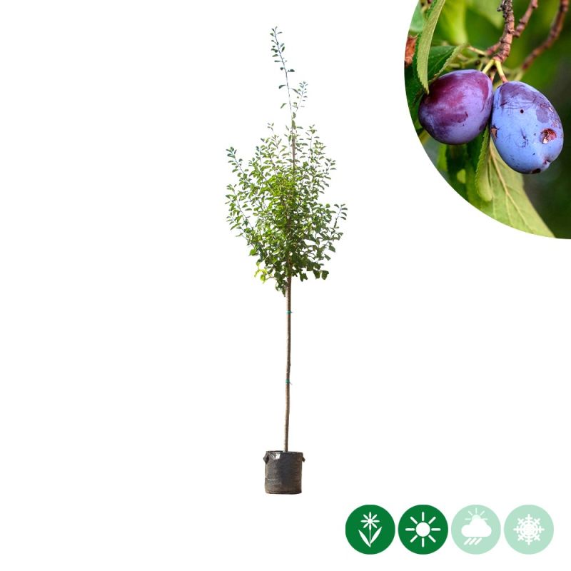 Prunus Victoria - hoogstam