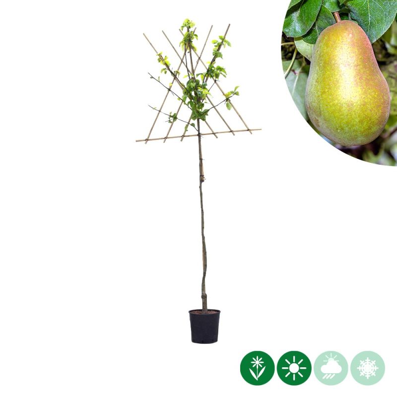 Pyrus Triomphe de Vienne - leiboom hoogstam