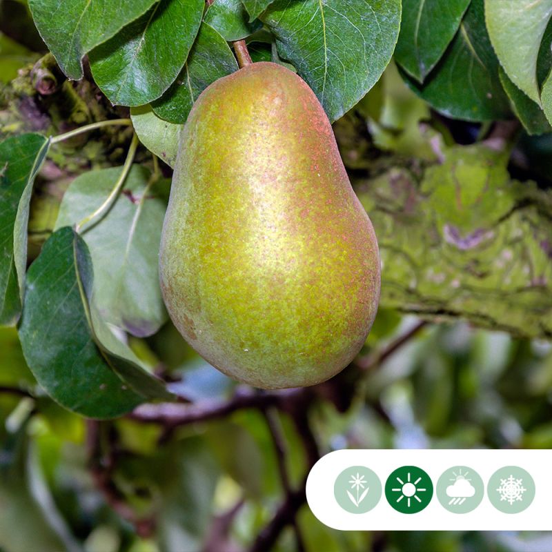 Pyrus Triomphe de Vienne - leiboom hoogstam