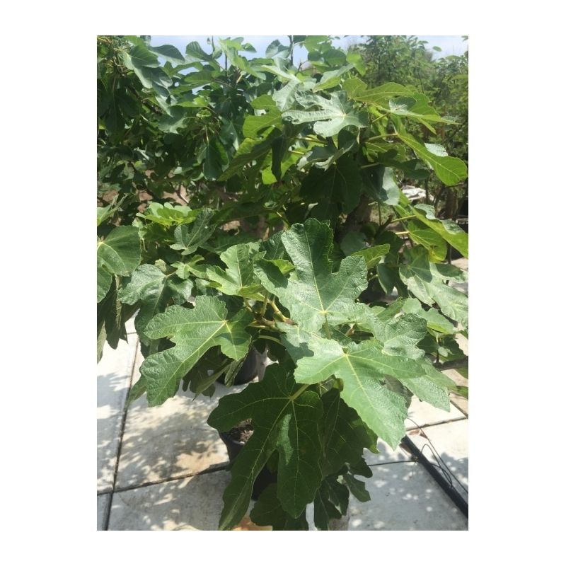 Ficus Carica - meerstammig