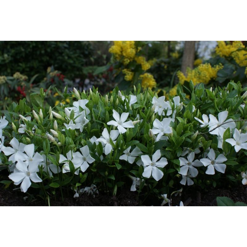 Vinca minor 'Alba' - 6 stuks