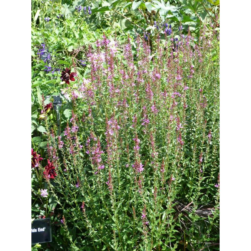 Lythrum virgatum 'Dropmore Purple' - 6 stuks