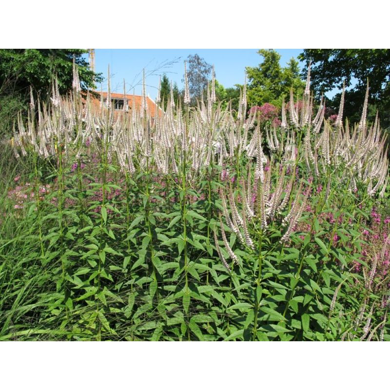 Veronicastrum Roseum 