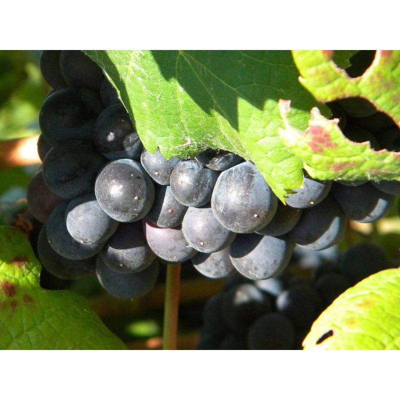 Vitis vinifera 'Boskoop Glory'