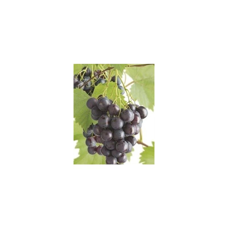 Vitis vinifera 'Frankenthaler'