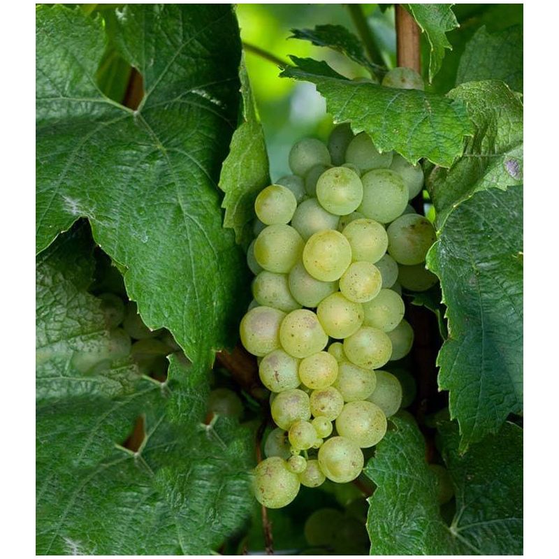 Vitis vinifera 'Himrod'
