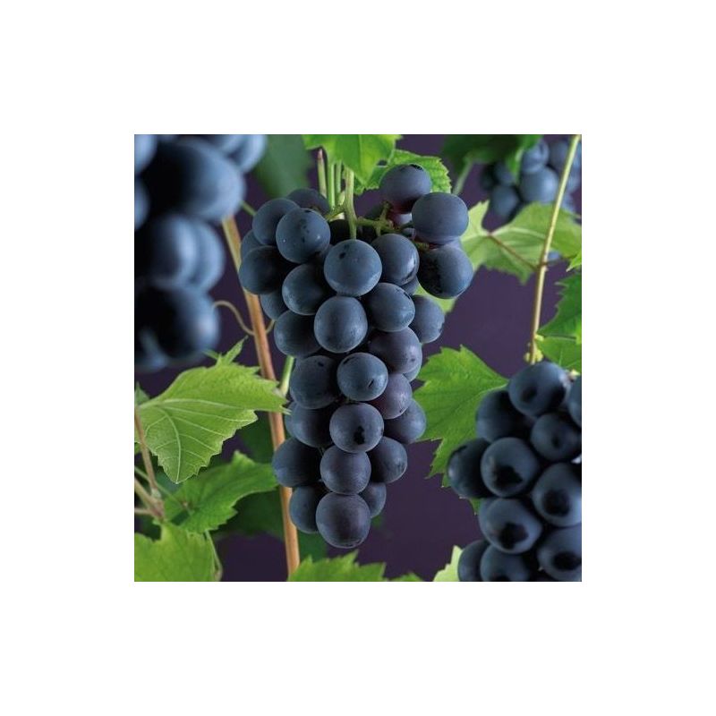 Vitis vinifera Druivenboom - dakvorm