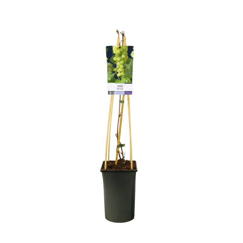 Vitis vinifera 'Himrod'
