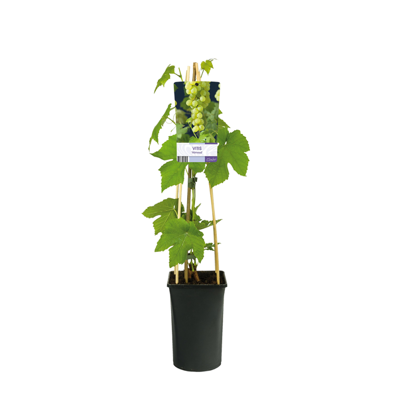 Vitis vinifera 'Himrod'