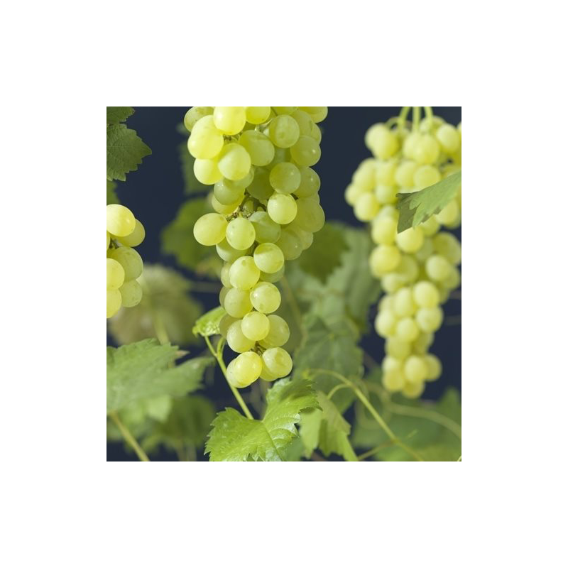 Vitis vinifera 'Himrod'